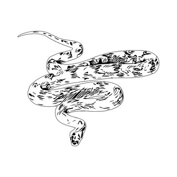 Black and white sketch of a snake with transparent background