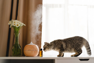 Aromatherapy concept. Aroma oil diffuser with cat on the table against the window. Air freshener. Ultrasonic aroma diffuser for home - obrazy, fototapety, plakaty