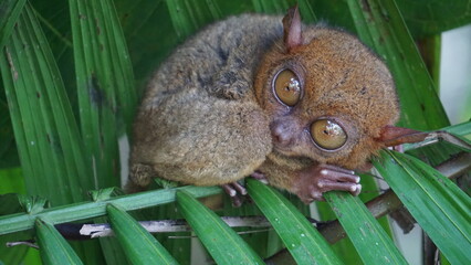 Tarsier