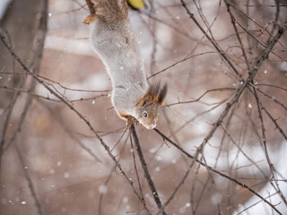 The squirrel sits on a branches without leaves in the winter or autumn