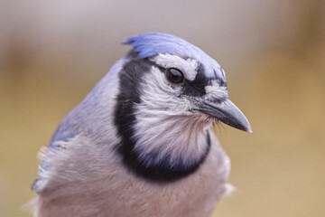 Close up of a Blue Jay