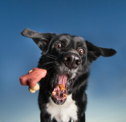 cute border collie catching a handful of treats outside