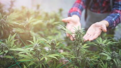 Fototapeta premium Farmer hands checking hemp plants in a greenhouse. Concept of herbal alternative medicine, cbd hemp oil, pharmaceptical industry.