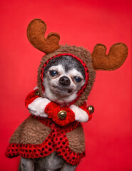 Cute chihuahua with reindeer antlers on