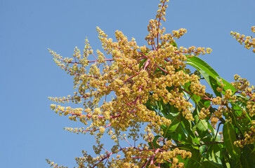 Abundantly blooming flowers on top of mango tree with blue sky background