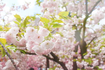満開に咲く八重桜の写真。春、入学、新生活、花見のイメージ素材。