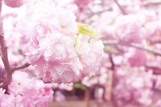 満開に咲く八重桜の写真。春、入学、新生活、花見のイメージ素材。