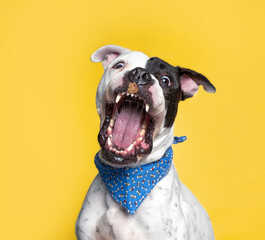 Studio shot of a cute dog catching treats on an isolated background