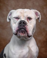 Cute photo of a dog in a studio shot on an isolated background