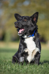 cute dog on an isolated background outside at a park