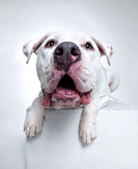 Obraz premium Studio shot of a cute dog on an isolated background