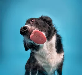 Fotobehang Hond Cute photo of a dog in a studio shot on an isolated background  © annette shaff
