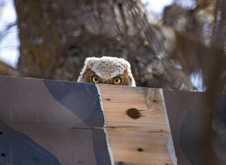 Obraz premium beautiful photo of a great horned owl in natural envionment