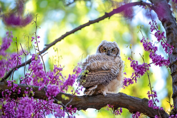 beautiful photo of a great horned owl in natural envionment
