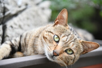 The lazy cat has a pair of bright eyes