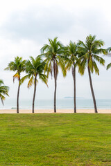 Grass and coconut trees by the sea