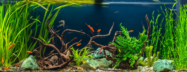 Freshwater aquarium with snags, green stones, tropical fish and water plants.
