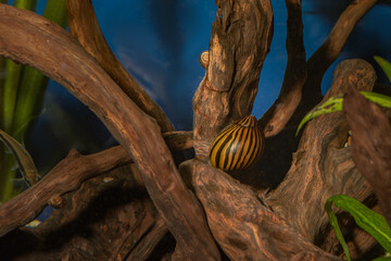 Neritina snail in a freshwater aquarium