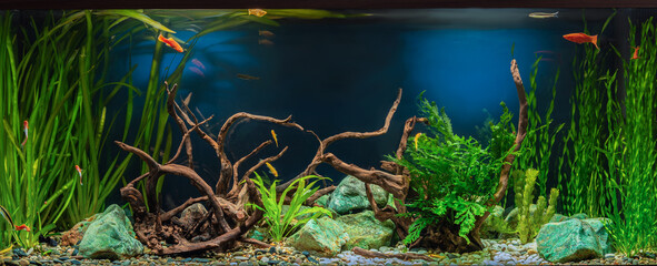 Freshwater aquarium with snags, green stones, tropical fish and water plants.