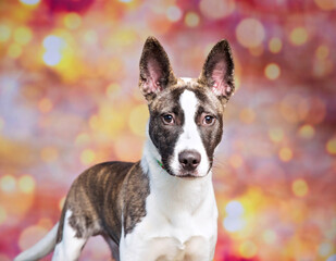 studio shot of a cute dog on an isolated background