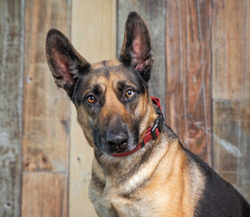 studio shot of a cute dog on an isolated background