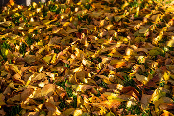 Dry yellow fallen leaves lie on green saturated grass close-up. Hard shadows from the setting sun. Autumn atmosphere on the street in the evening