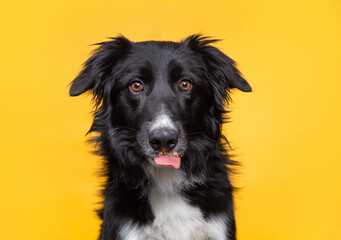 studio shot of a cute dog on an isolated background