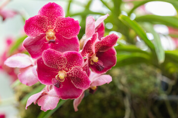 Beautiful orchid flower blooming at rainy season. Vanda orchid