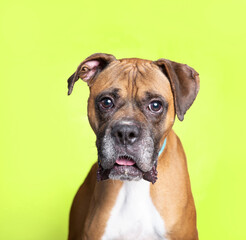 studio shot of a cute dog on an isolated background