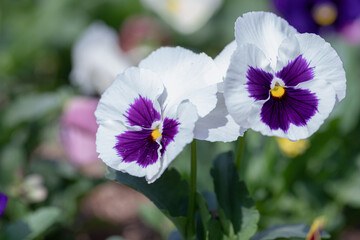 Group of pansy in the garden at spring time