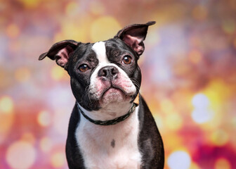 studio shot of a cute dog on an isolated background