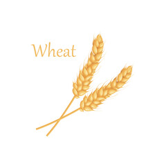 An ear of wheat. Two ears of wheat. cereal plants. Illustration for food packaging. Vector illustration isolated on a white background