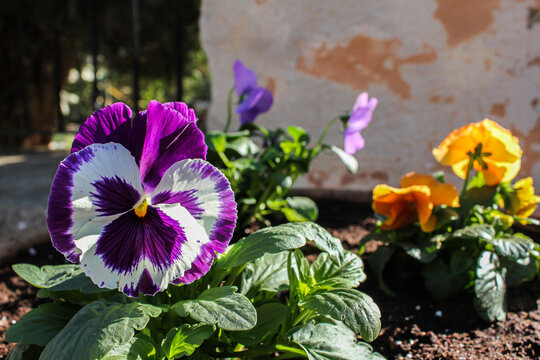 Beautiful Flowers in the Holy Land