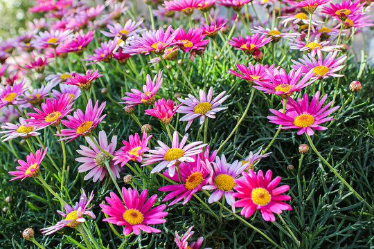 Beautiful Flowers in the Holy Land