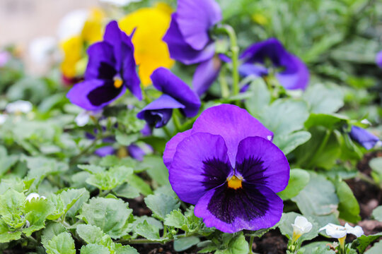 Beautiful Flowers in the Holy Land