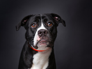 Cute photo of a dog in a studio shot on an isolated background