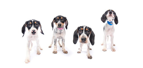 studio shot of cute hound puppies on an isolated background