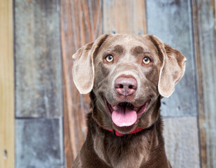 studio shot of a cute dog on an isolated background