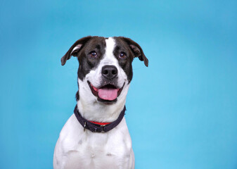 Cute photo of a dog in a studio shot on an isolated background