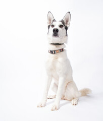 studio shot of a cute dog on an isolated background