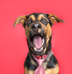 studio shot of a cute dog on an isolated background
