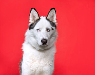 studio shot of a cute dog on an isolated background