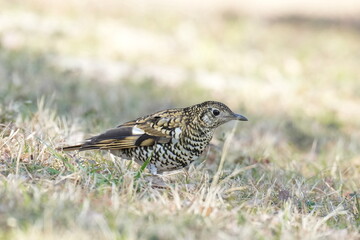 scaly thrush in a grass field