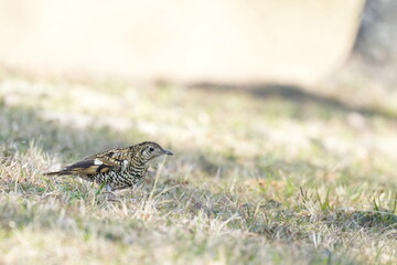 scaly thrush in a grass field