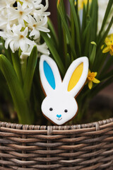Easter bunny gingerbread cookie laying on hyacinth flowerpot. Rabbit ears are colored with yellow blue as Ukraine flag. White flowers close up. Symbolic photo top view. Easter background collection