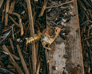 Fish remains in the beach