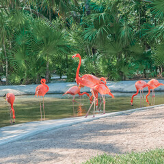 Flamingos in captivity close up