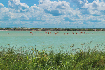 Flamingos in their natural habitat