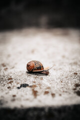Caracol en concreto