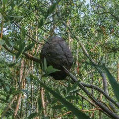 Honeycomb between a tree